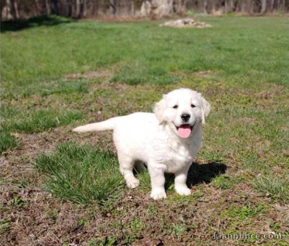 GOLDEN RETREIVER POUR CONNAISSEUR