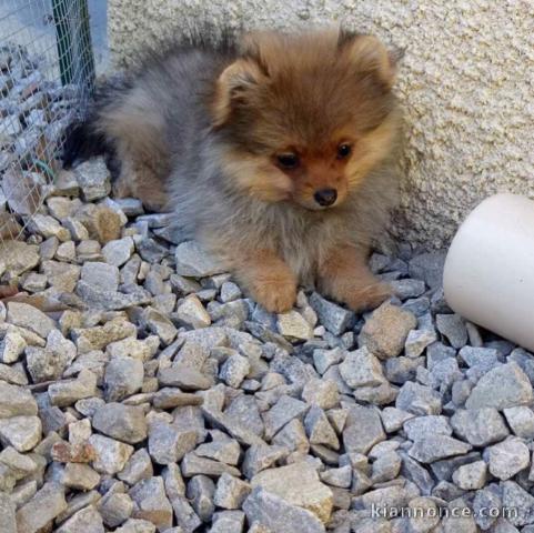 Adorables petits chiots spitz nain