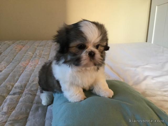Chiots Shih Tzu LOF Disponible de suite