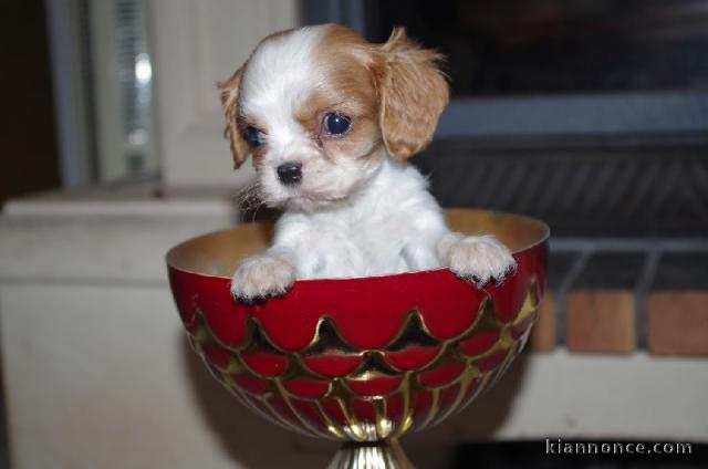 A donner bébé chiot Cavalier King Charles Femelle