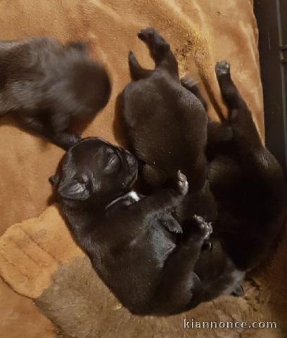 Chiots Carlin j offre graduit