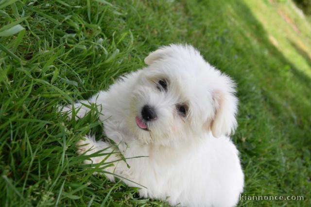 Chiot Coton de Tulear 