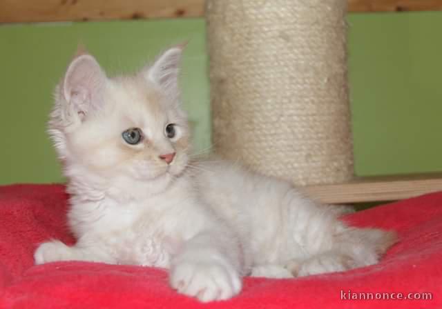 Chatons Maine Coon magnifique