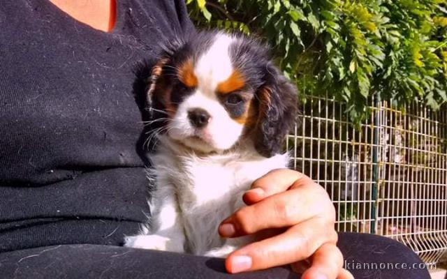 Chiots jack russell non lof