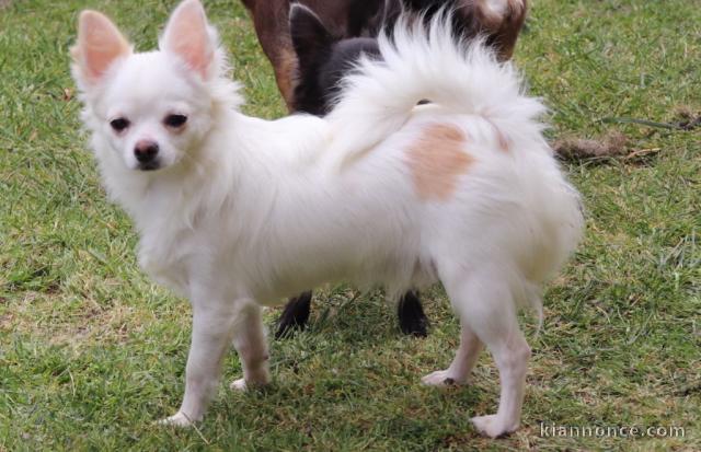  CHIOT  CHIHUAHUA FRANCAISE