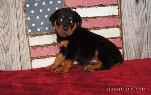 chiots Rotweiller pour bonne maison