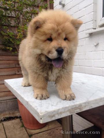 Disponible de suite Chiots chow chow