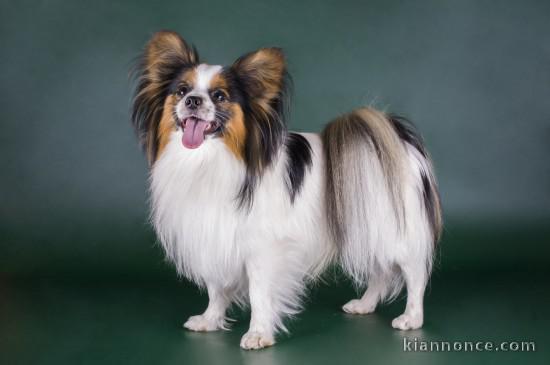 CANINE COAT PUPPY FOR ADOPTION