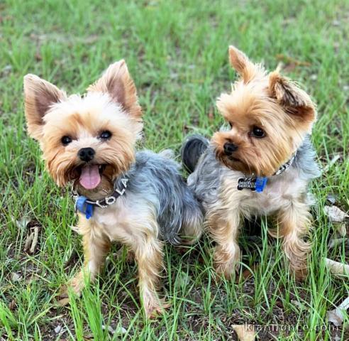 Magnifique choit yorkshire 