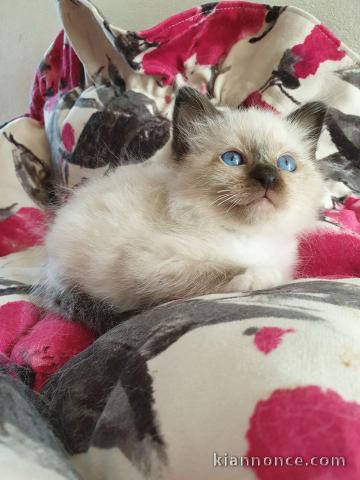 Chatons Sacré Birmanie disponible de suite