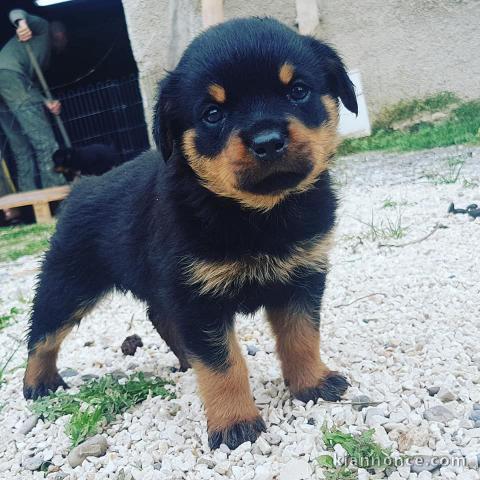 bébé chiot rottweiler 3  mois