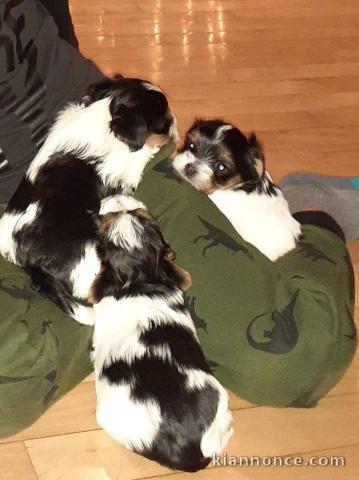  chiots bichons maltais a donner