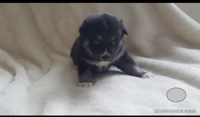 Chiots pomsky disponible.  