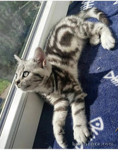 Chatons British Shorthair tigrés en adoption