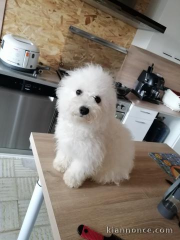 Bichon à poils frisés 