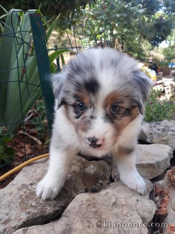 Chiots Bergers Australiens
