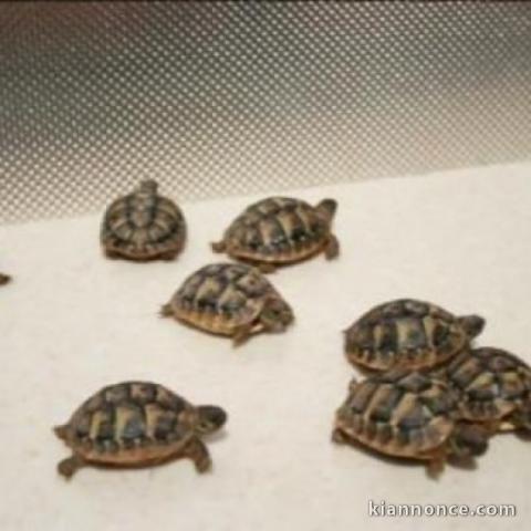 Superbes Tortues terrestres Hermann Testudo Hermanni 