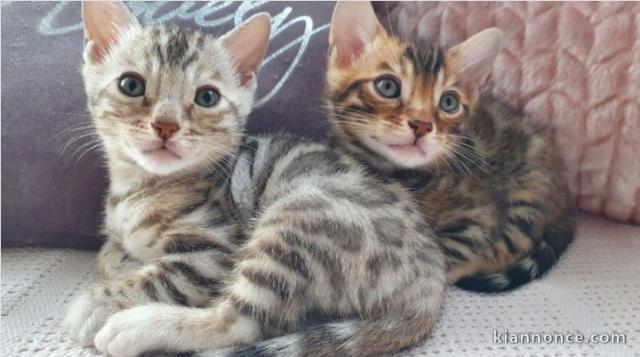 Magnifique chatons bengal 