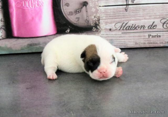 Chiots Bouledogue français