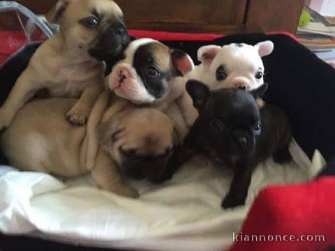 Beaux Chiots bouledogue Français