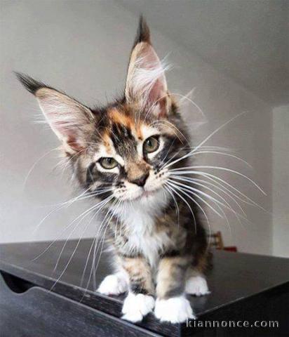 chatons Maine Coon LOOF 