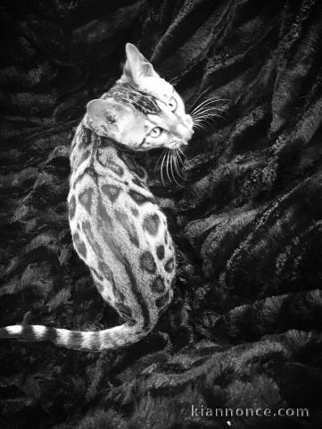 Disponibles sont trois chatons bengal