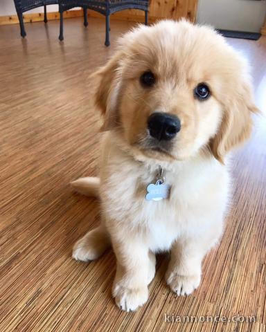 Golden retriever puppy ready for Adoption 