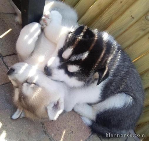 Urgent !!!! Husky sibérien 