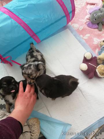 A donner Superbes Chiots Chihuahua