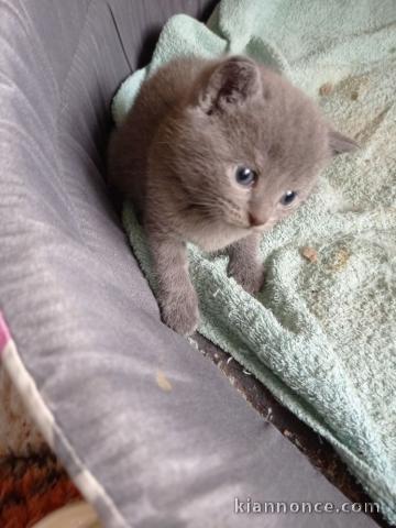 Chatons chartreux ,calin