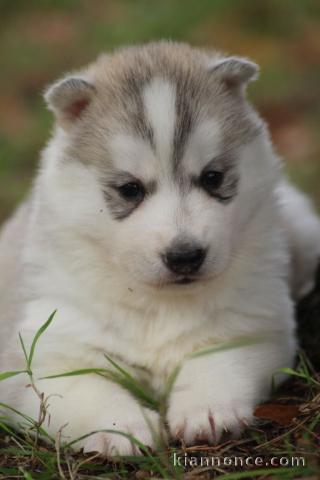 disponible de suite bb Husky de Sibérie.disponible