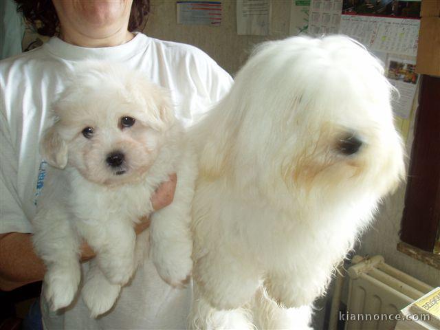 Chiot Coton de Tulear