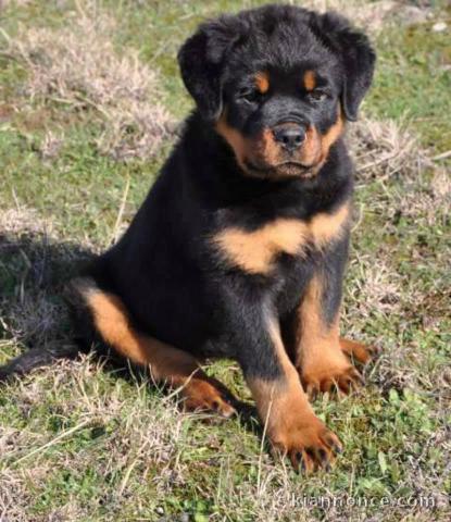 Chiots Rottweiler Adorable