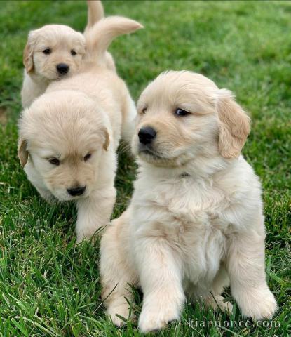 Golden Retriever puppies for sale in New York 