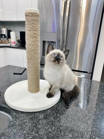 Jolie Portée de 5 Chatons Sacré de Birmanie ,