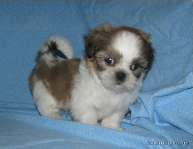 Chiots shih-tzu a donner 