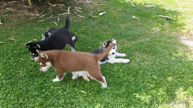 magnifique chiot husky disponible 