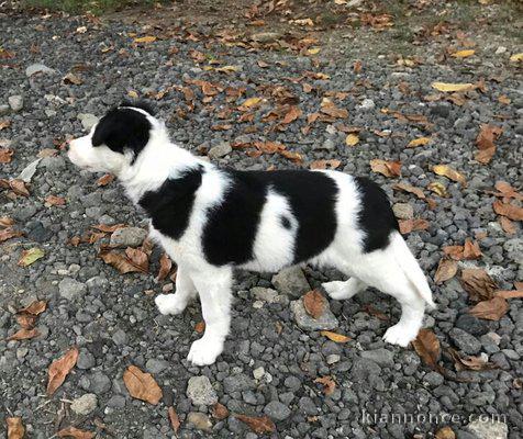 Magnifique chiot épagneul non lof a donner
