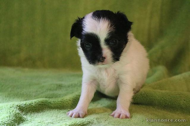  chiot chihuahua non lof a donner