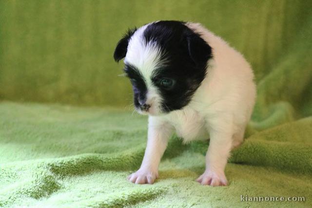  chiot chihuahua non lof a donner