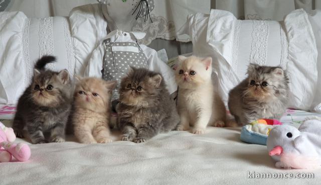 Disponible de suite bb chatons persan a adopter