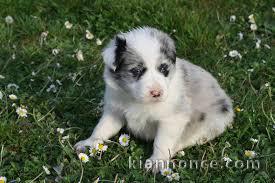 Adorable chiot  Border Collie  à donner