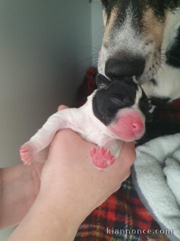 Don de chiots contre bon soins...