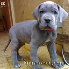 Nous avons des chiots Dogue Allemand mâles et femelles à vendre.