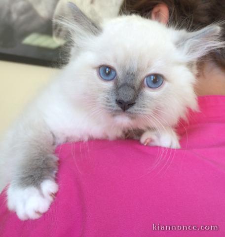 Chaton Ragdoll a donner loof