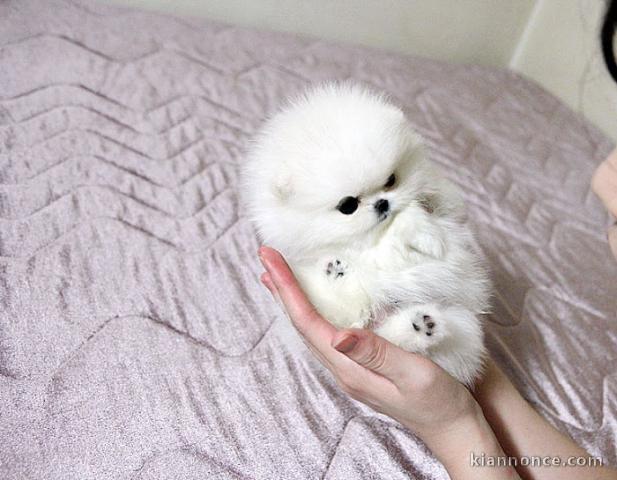 A DONNER ADORABLES CHIOTS SPITZ NAINS BLANS