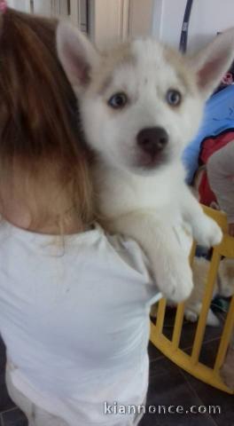chiots husky siberien