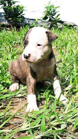 chiots pitbull adorable