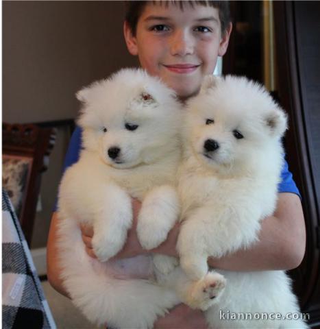 magnifique chiot TYPE Samoyede loof