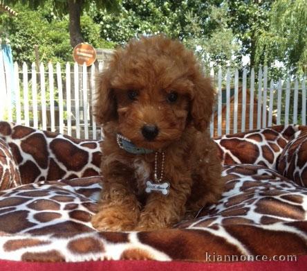 adorable caniche a donner